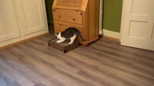 cat-scratcher-8